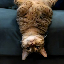 UpSideDownCat